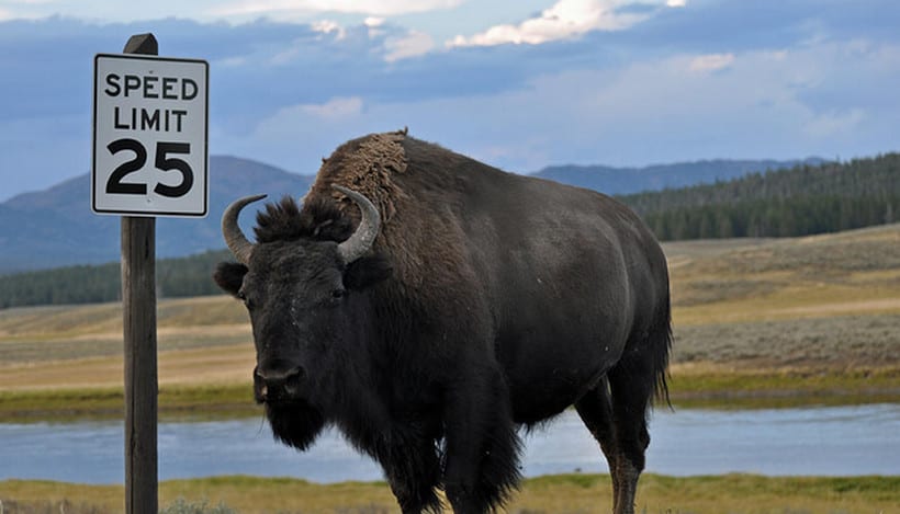 Gara-gara Selfie, Wanita Ini ‘Terbang’ Diseruduk Bison