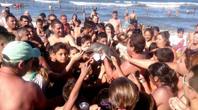 Dipaksa Selfie, Lumba-lumba Langka Meregang Nyawa