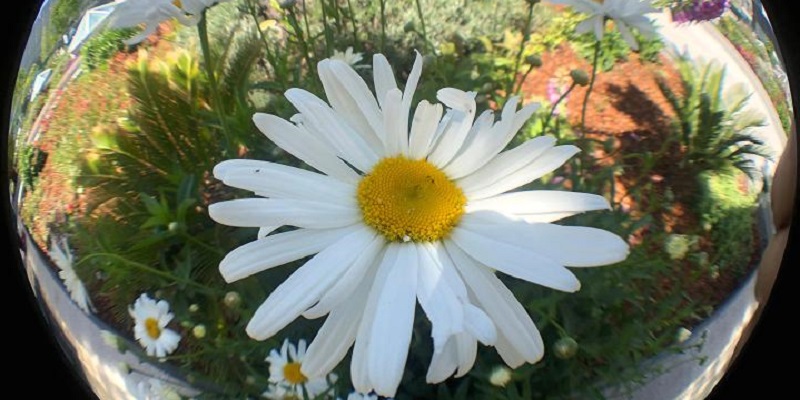 7 Tips Hasilkan Foto Keren Pakai Smartphone ‘Jadul’