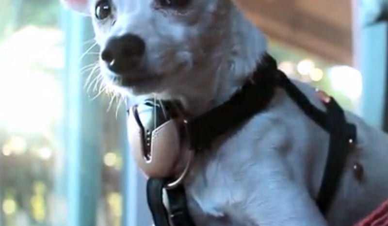 Tak Cuma Manusia, Kini Anjing juga Pakai Smartphone