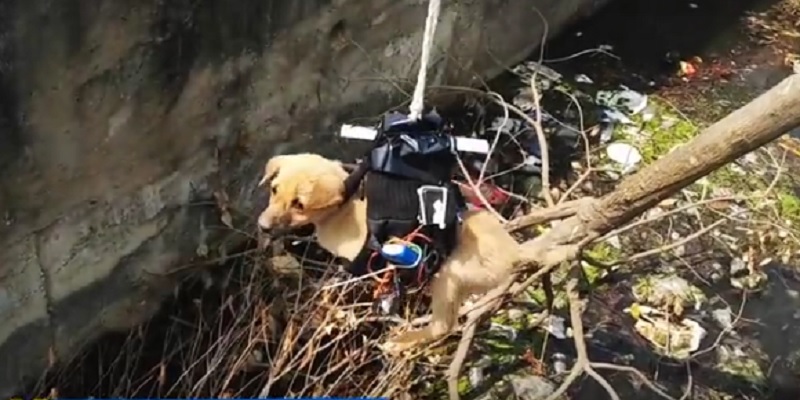 Gunakan “Drone Bercakar”, Seekor Anak Anjing Berhasil Diselamatkan