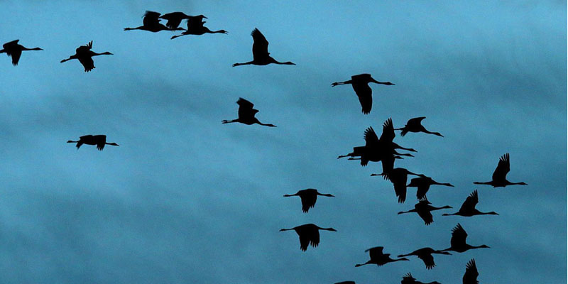 Radiasi 5G Dianggap Bahayakan Burung dan Serangga