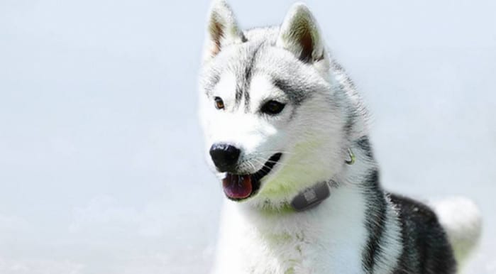 Xiaomi Petbit, Pelacak Anjing yang Kedap Air