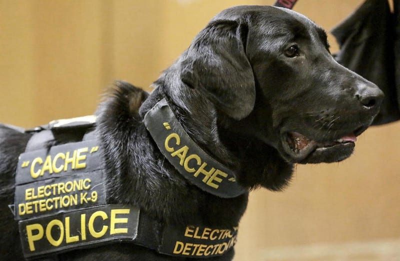 Polisi Amerika Latih Anjing untuk Temukan Thumb Drive