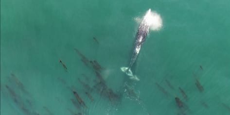 Momen Langka Paus Abu-abu Terekam Drone