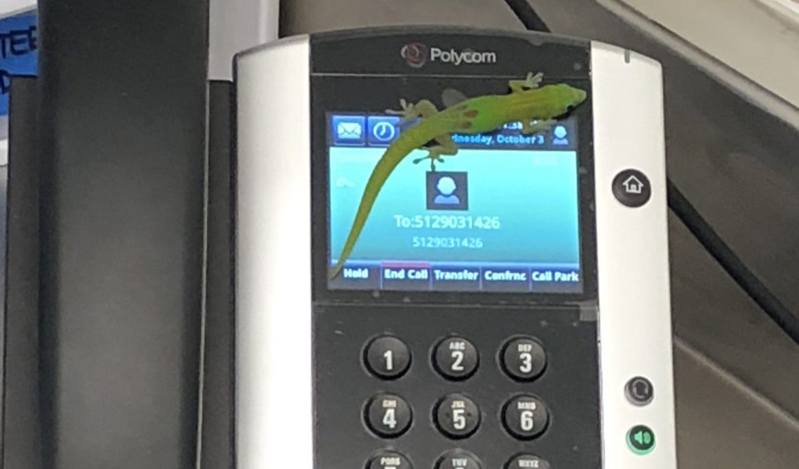 Gara-gara Tokek, Rumah Sakit di Hawaii Kebanjiran Telepon