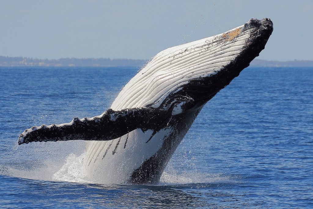 Ikan Paus Ternyata Lebih Mudah Dilihat dari Luar Angkasa