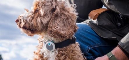 Gadget Ini Bantu Awasi Anjing Peliharaan 24 Jam