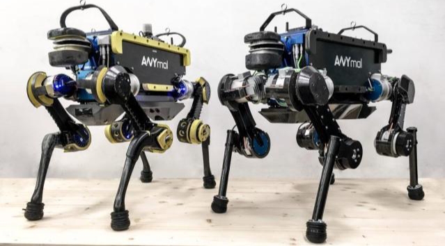 Robot Anjing Ini Bisa Bangun Sendiri setelah Jatuh