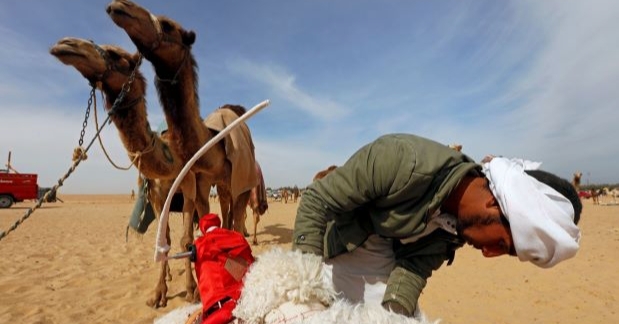 Di Mesir, Robot Gantikan Anak Sebagai Joki Unta