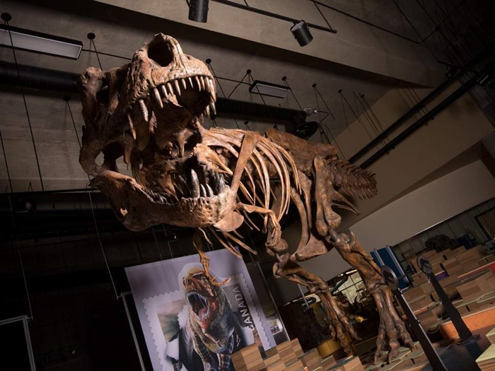 Ngeri! T-Rex Raksasa Ditemukan di Kanada, Bobotnya Capai 8 Ton