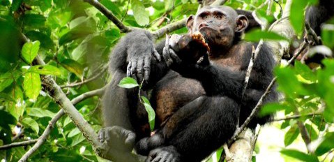 Ilmuwan Temukan Simpanse Makan Kura-kura, Pertanda Apakah Ini?