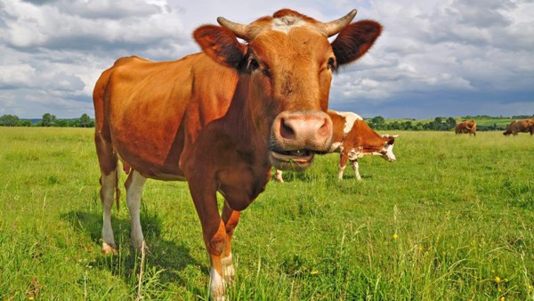 Berbahaya! Warganet Diimbau Tidak Lakukan #KuhKussChallenge