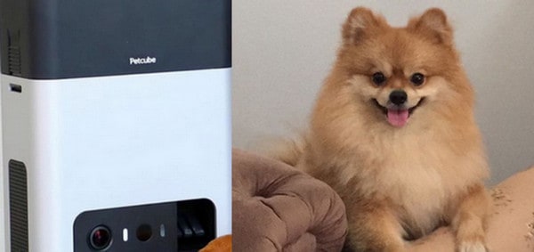 4 Gadget dengan Teknologi AI untuk Kucing dan Anjing