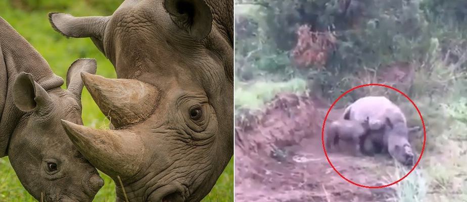 Sedih, Video Bayi Badak Ingin Menyusu Induknya yang Mati Ditembak