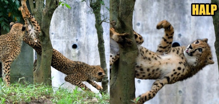 Viral! Ekspresi Wajah Chettah ‘Kejepit’ Pohon Ini Bikin Ngakak