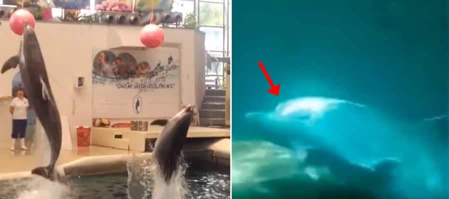 Bayi Lumba-lumba Tewas saat Pertunjukan, Muncul Petisi Online