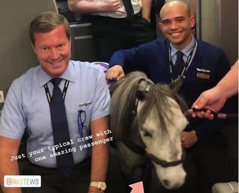 Awak Kabin Unggah Foto Bareng Kuda di Pesawat, Ada Apa?