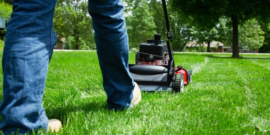 Tanaman Ternyata ‘Menjerit’ saat Dipotong