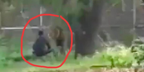 Video Viral! Pria Mabuk Masuk ke Kandang Singa