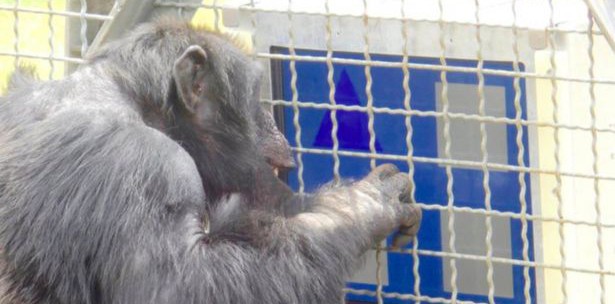 Monyet Kalahkan Manusia