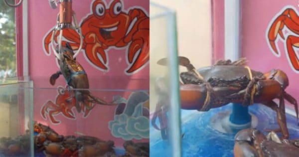 Mesin capit kepiting