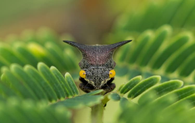 Tips fotografi Makro Smartphone