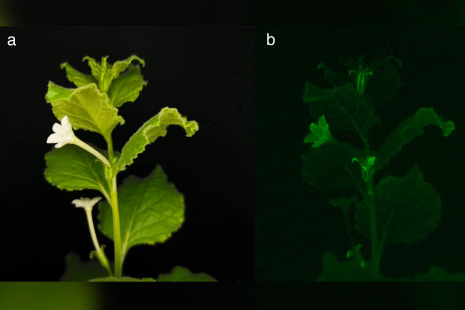 jamur tanaman bercahaya