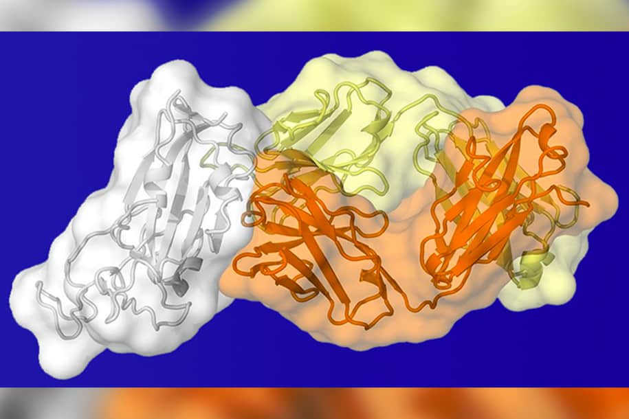 Titik Lemah Virus Corona