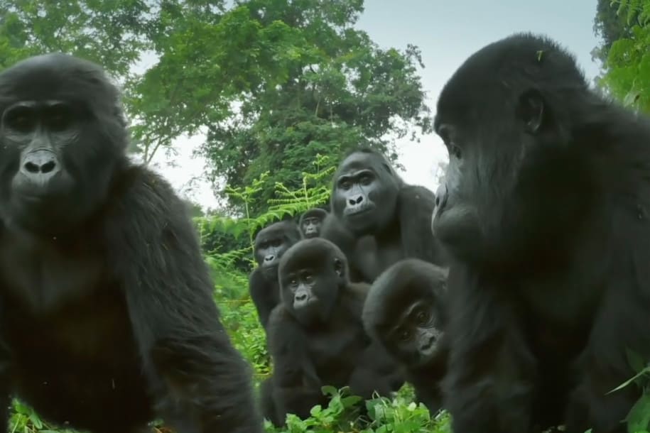 gorila bernyanyi dan kentut