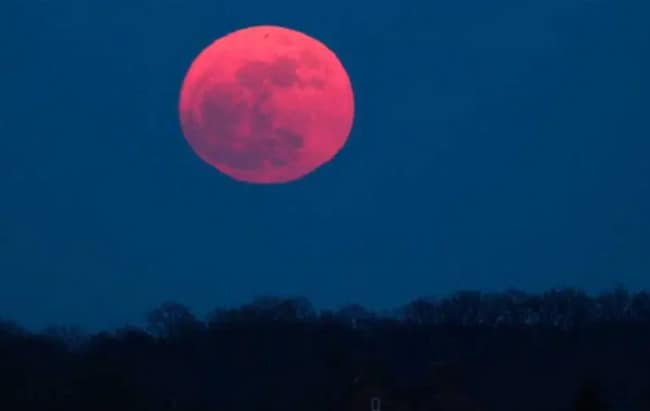 Bulan Purnama Strawberry