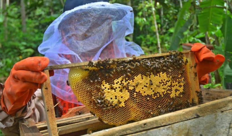 Telkomsel UMKM Lebah