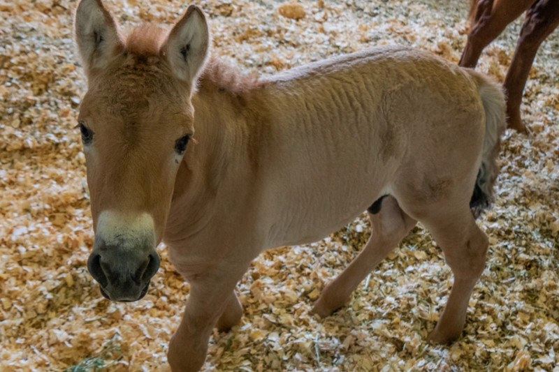 Kuda Kurt Ini Dikloning karena Hampir Punah