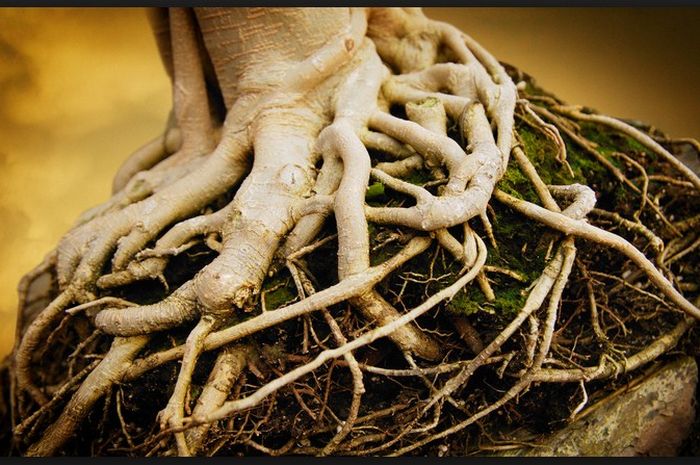 Akar tanaman jadi baterai energi ramah lingkungan