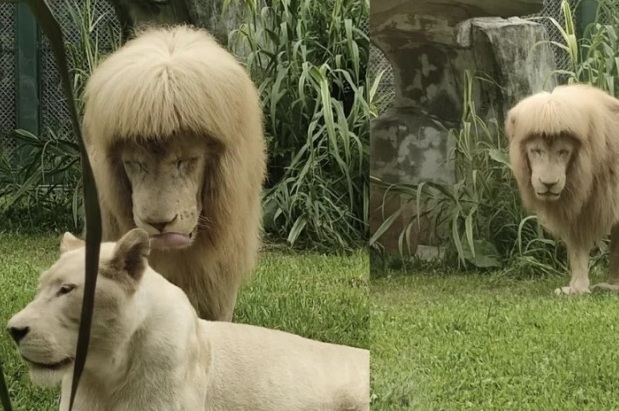 Singa rambut model Poni