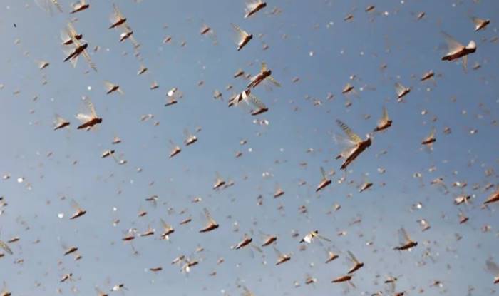 Belalang Deteksi Kanker, belalang cyborg