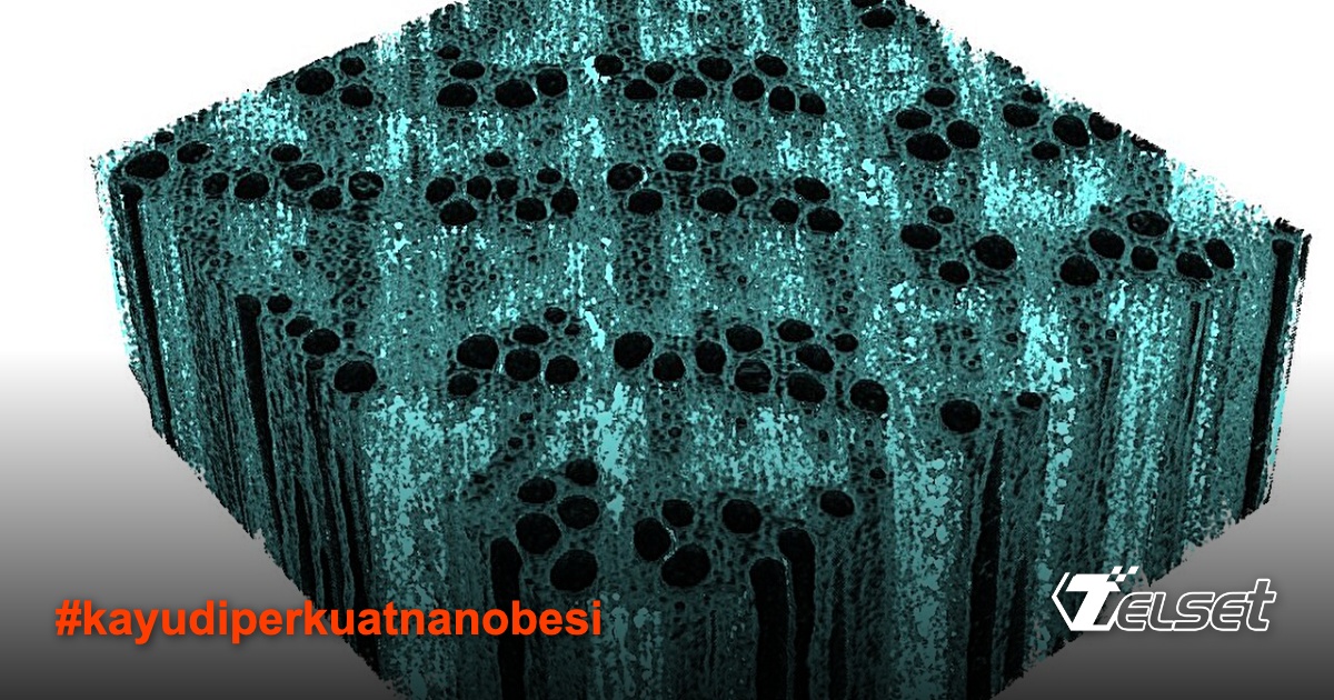 Distribusi mineral besi dalam dinding sel kayu (warna turquoise)