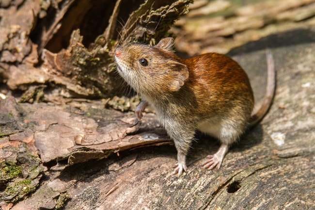 WHO Tegaskan Wabah Hantavirus Bukan Awal Pandemi Baru