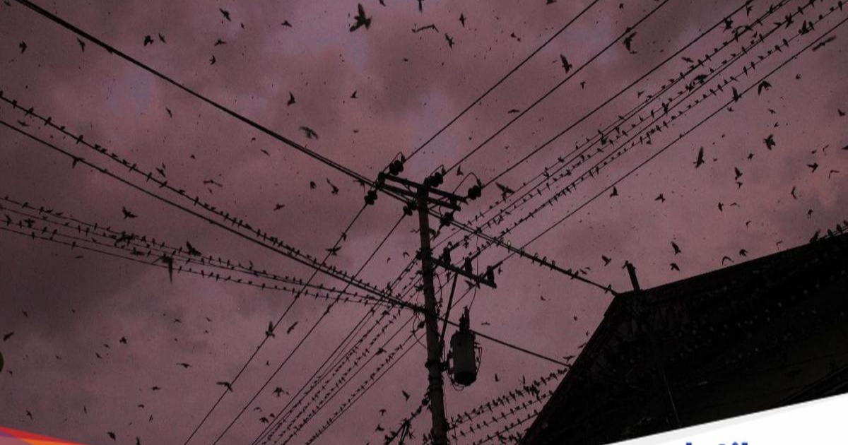 Ilustrasi ribuan burung layang-layang api terbang di atas kabel listrik di Yogyakarta
