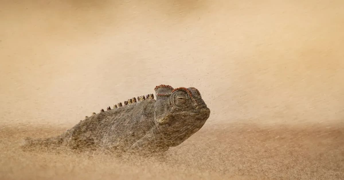 Nikon D500 dan D850 menjadi kamera paling banyak digunakan dalam pratinjau pemenang Wildlife Photographer of the Year ke-62