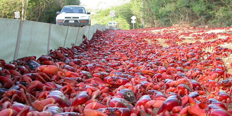 Melihat Jutaan Kepiting Merah Bermigrasi via Google Street View