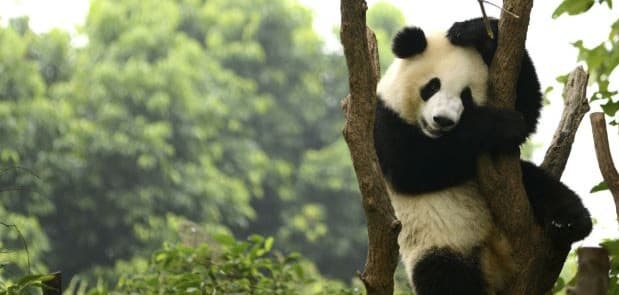 China Kembangkan Aplikasi untuk Kenali Wajah Panda