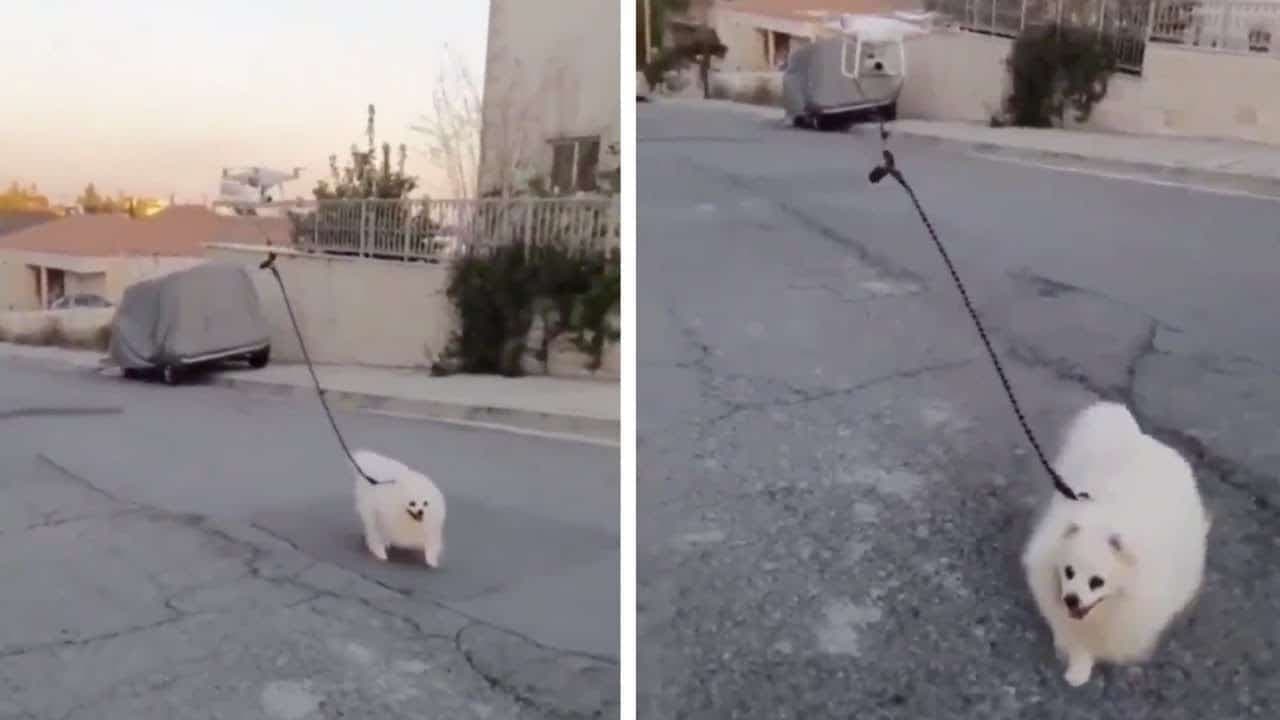 Drone anjing