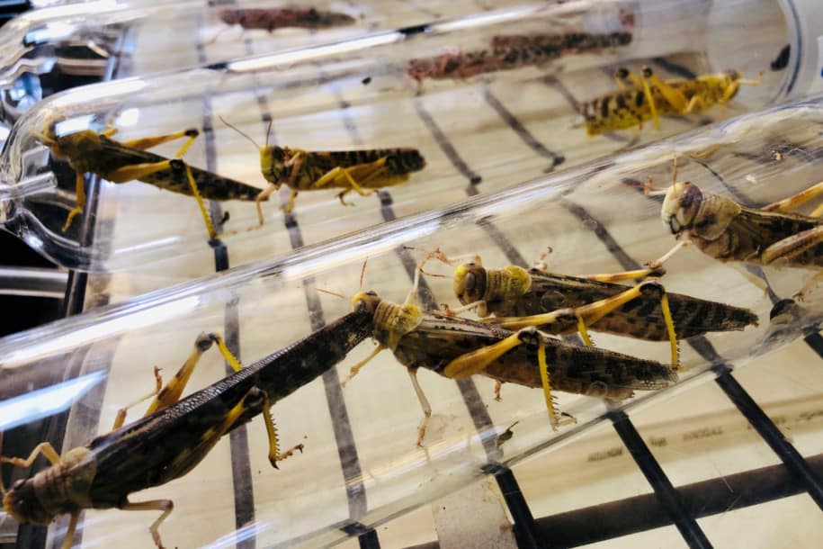 Cara basmi hama belalang