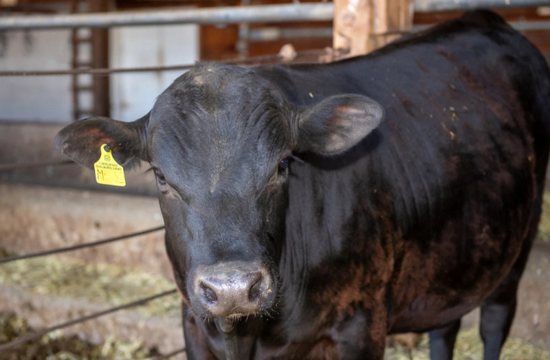 Ilmuwan “Edit Gen” Sapi untuk Tingkatkan Kualitas Daging