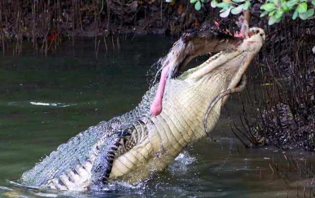 Buaya biawak