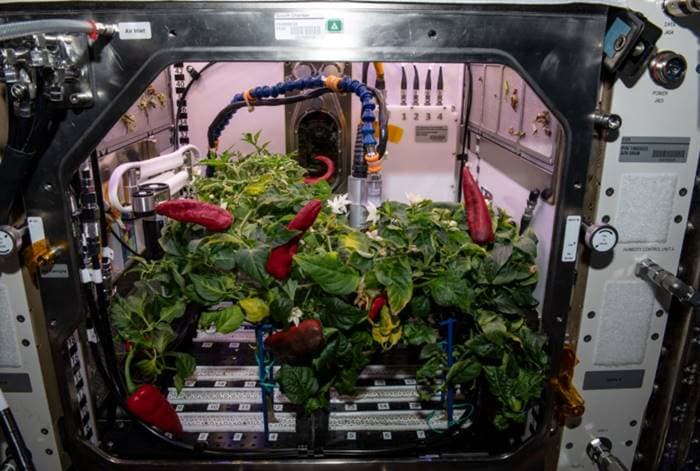 NASA Cabai Luar Angkasa Astronaut