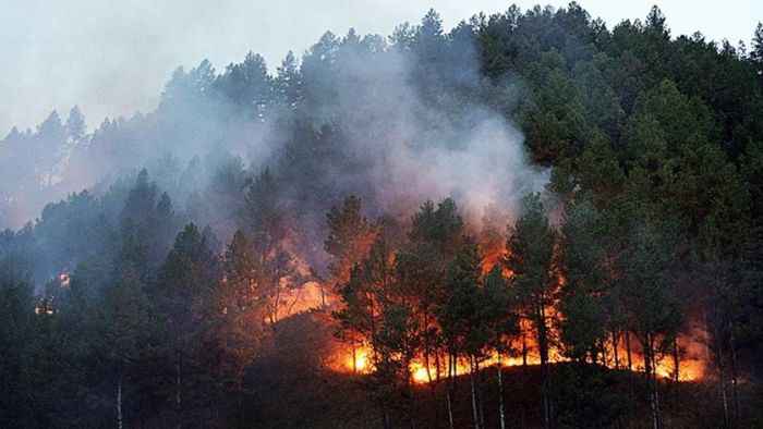 Amerika Deteksi Kebakaran AI