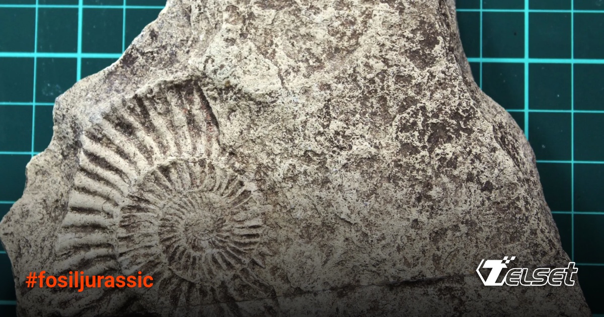 Anak 7 tahun menunjukkan fosil ammonit Jurassic yang ditemukan di halaman rumahnya