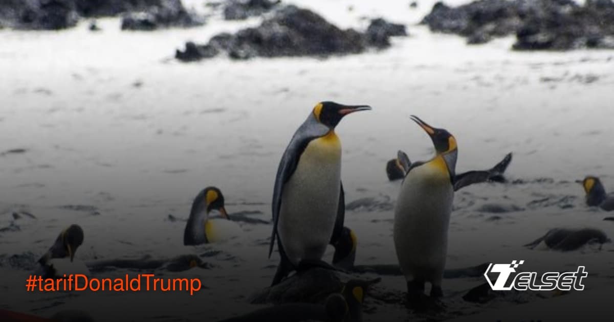 Kepulauan Heard dan McDonald, habitat penguin yang terkena tarif impor Donald Trump